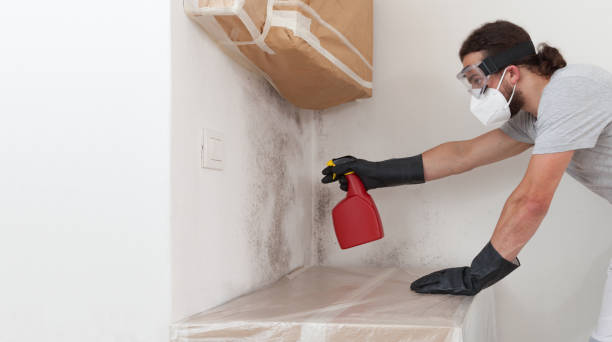 Professional Black Mold Removal technician working in Plainsboro, NJ