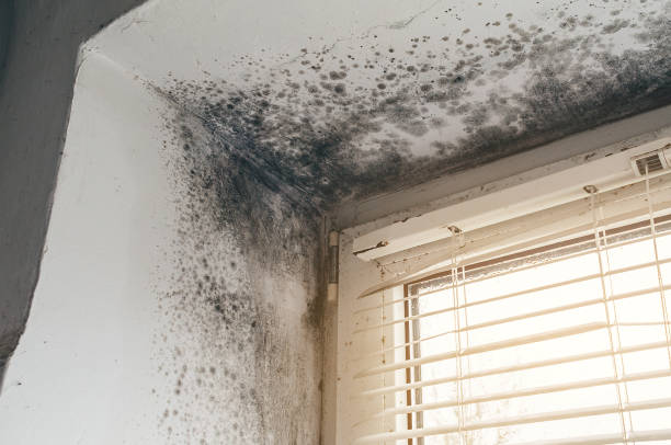 Trusted Attic Mold Removal service in Plainsboro, NJ - Cheap Mold Removal